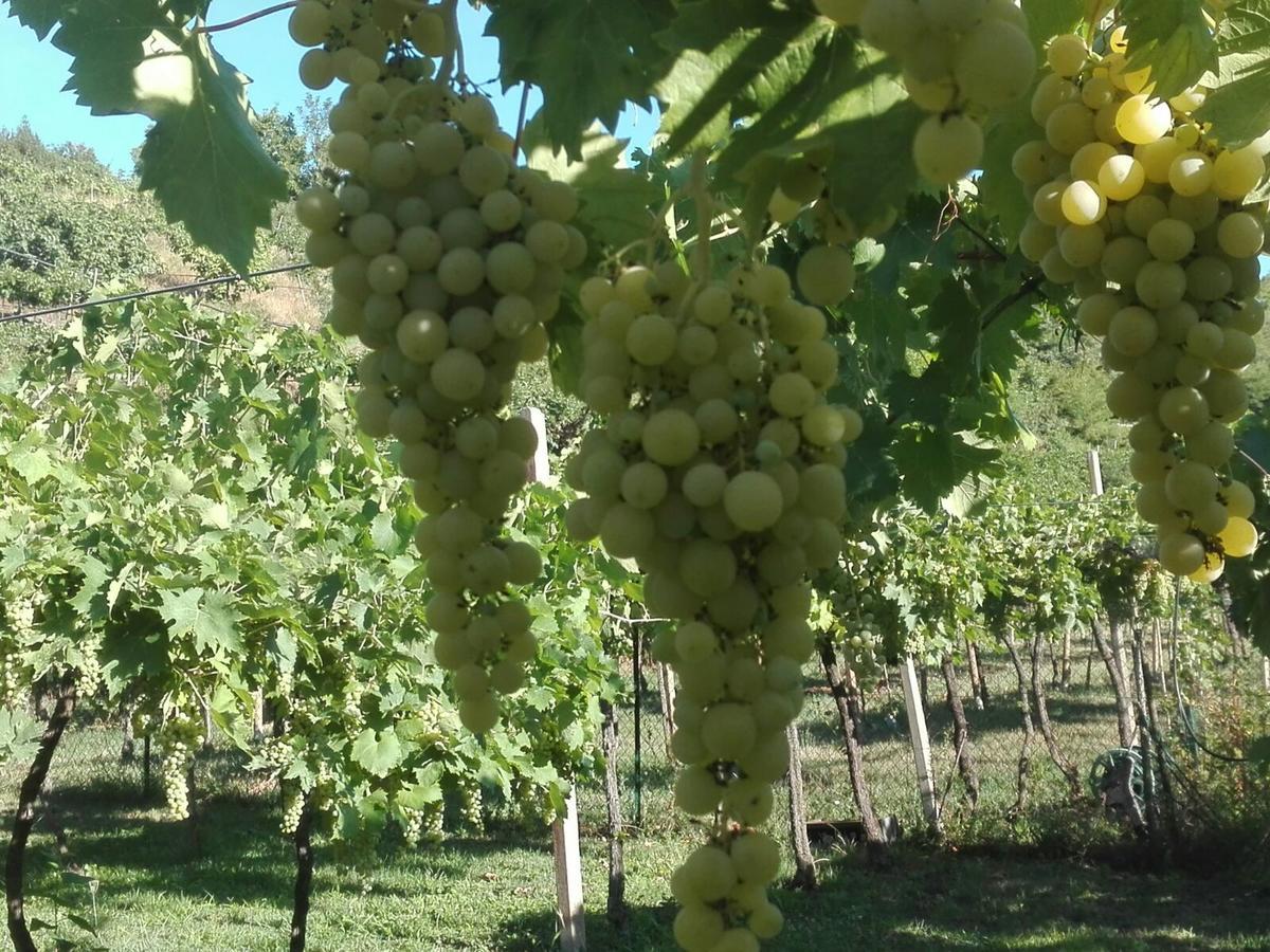 B&B Pontesello Colognola ai Colli ภายนอก รูปภาพ