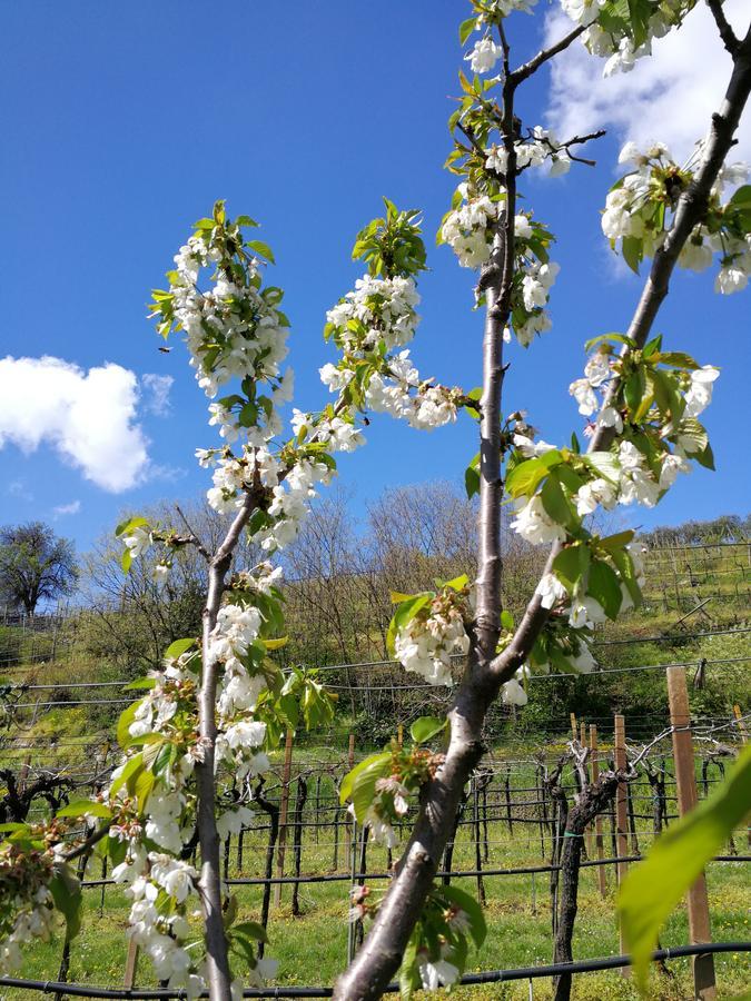 B&B Pontesello Colognola ai Colli ภายนอก รูปภาพ